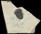 Elrathia Trilobite In Shale - Utah #47379-1